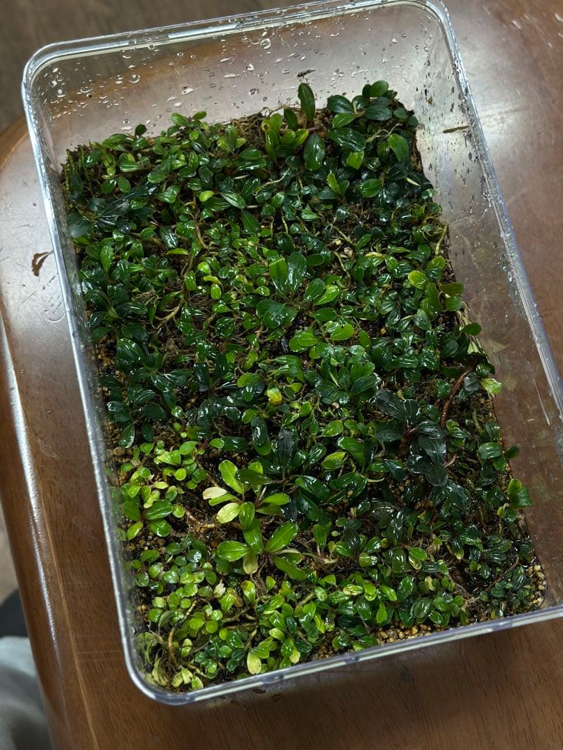 ブセファランドラ sp. Mini Clump mix 20x30cm