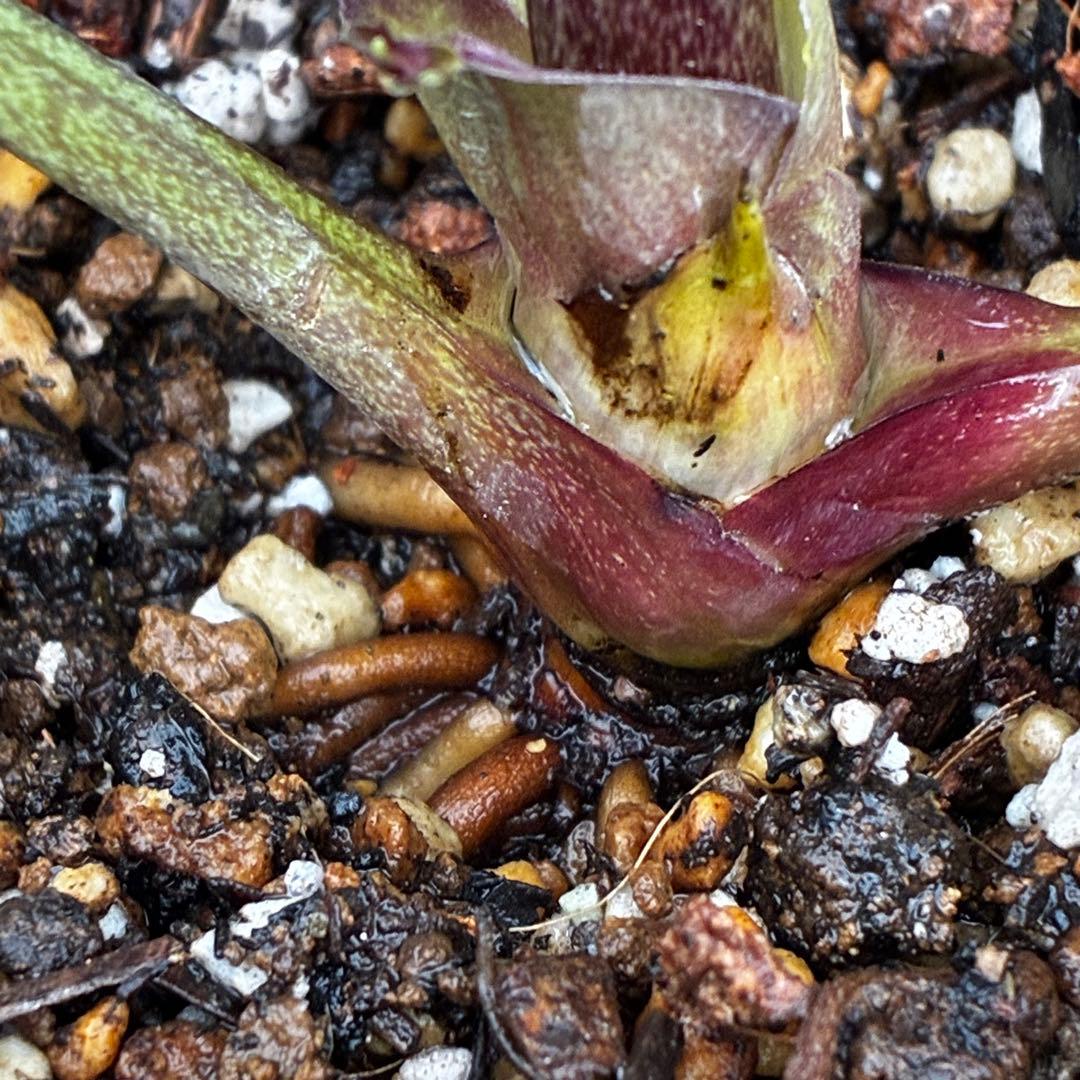 ラ*ク様 3469☘️花、タグ付き☘️⭐️あずき色⭐️小輪⭐️コロコロカップ⭐️