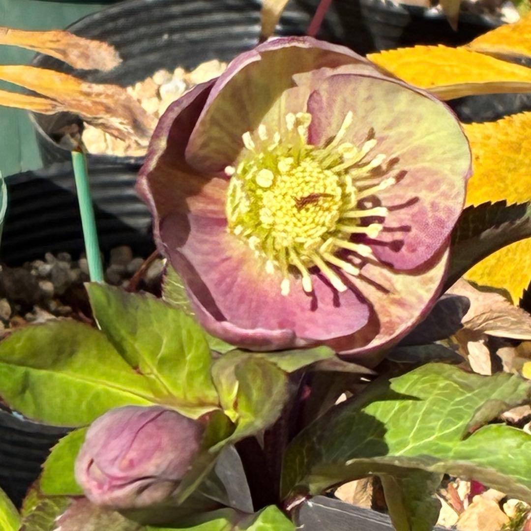 ラ*ク様 3469☘️花、タグ付き☘️⭐️あずき色⭐️小輪⭐️コロコロカップ⭐️