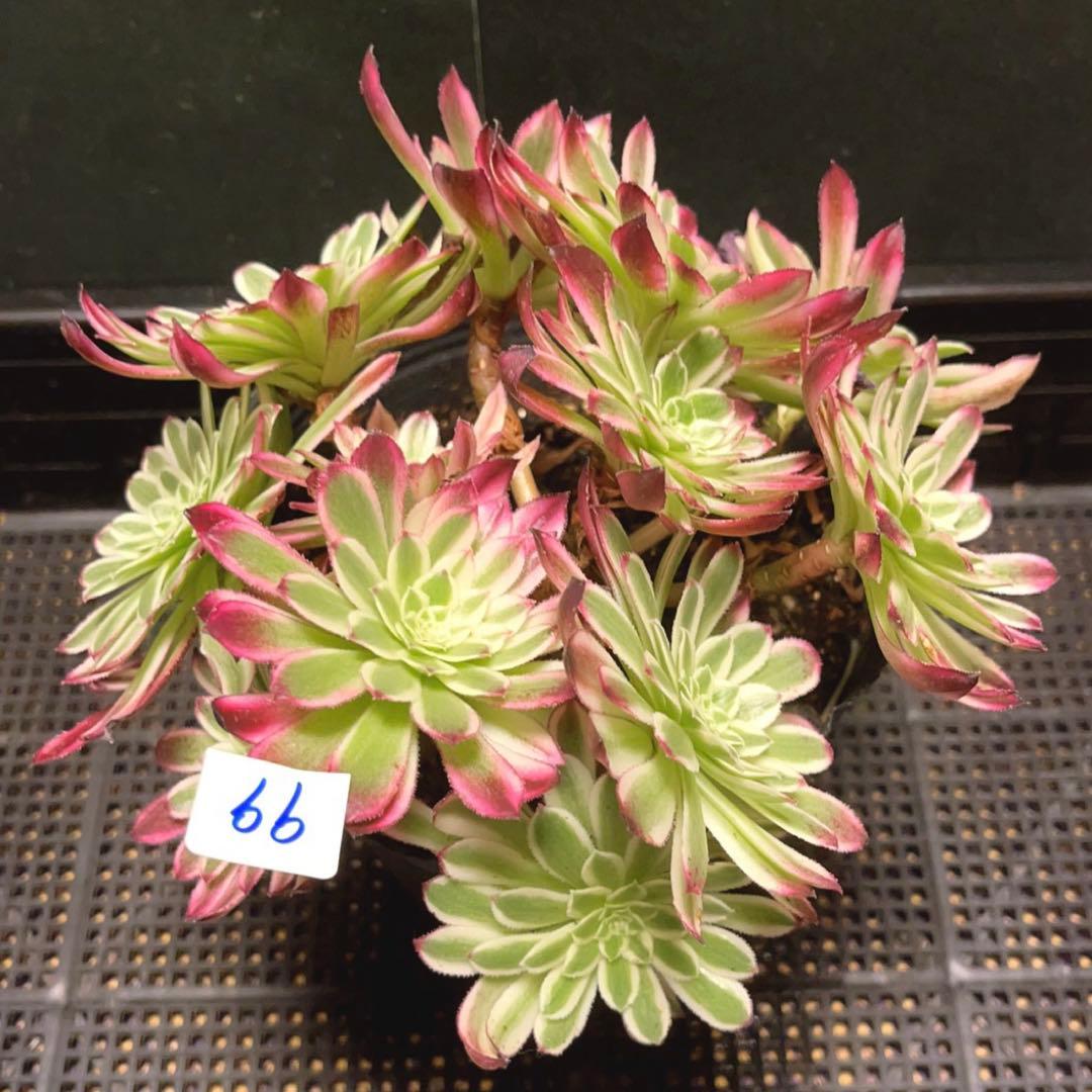 99#植物アエオニウム錦❤カルミン*エメラルド錦❤️12大頭19cm钵土付き出荷