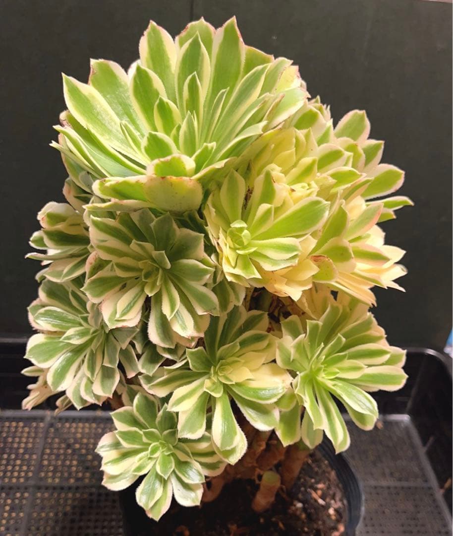 75# 多肉植物アエオニウム錦❤️ 艶凝❤️1大頭30小頭高27cn宽21cm拔き苗