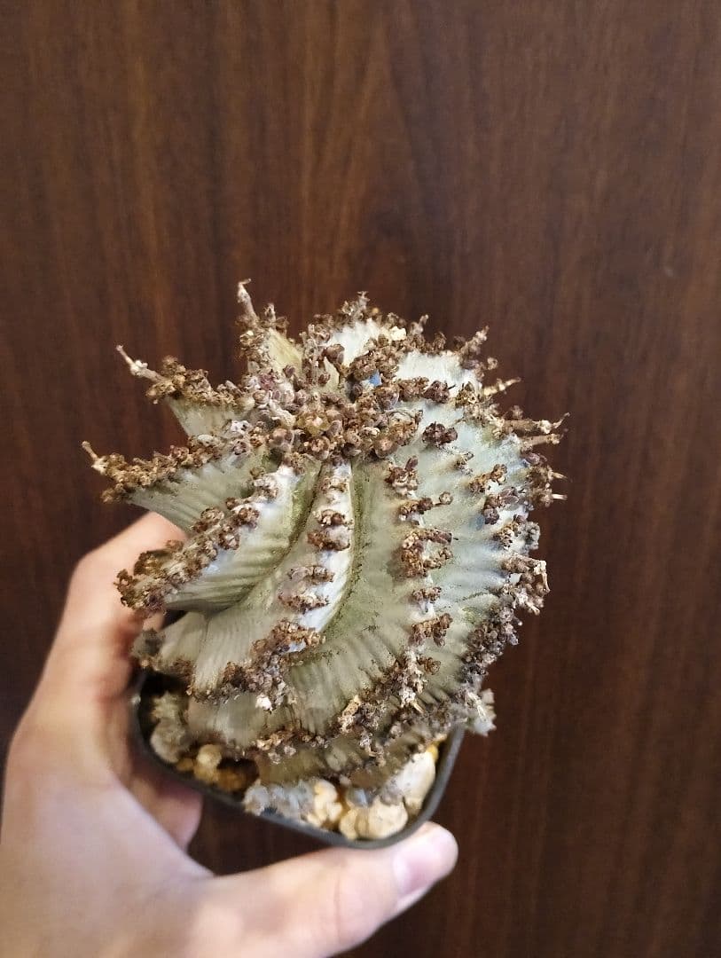 \"特選 美株\" ユーフォルビア 螺旋 ホリダ