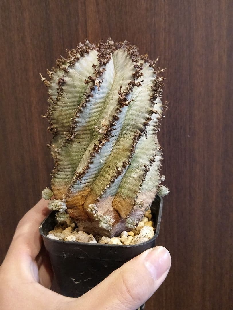 \"特選 美株\" ユーフォルビア 螺旋 ホリダ