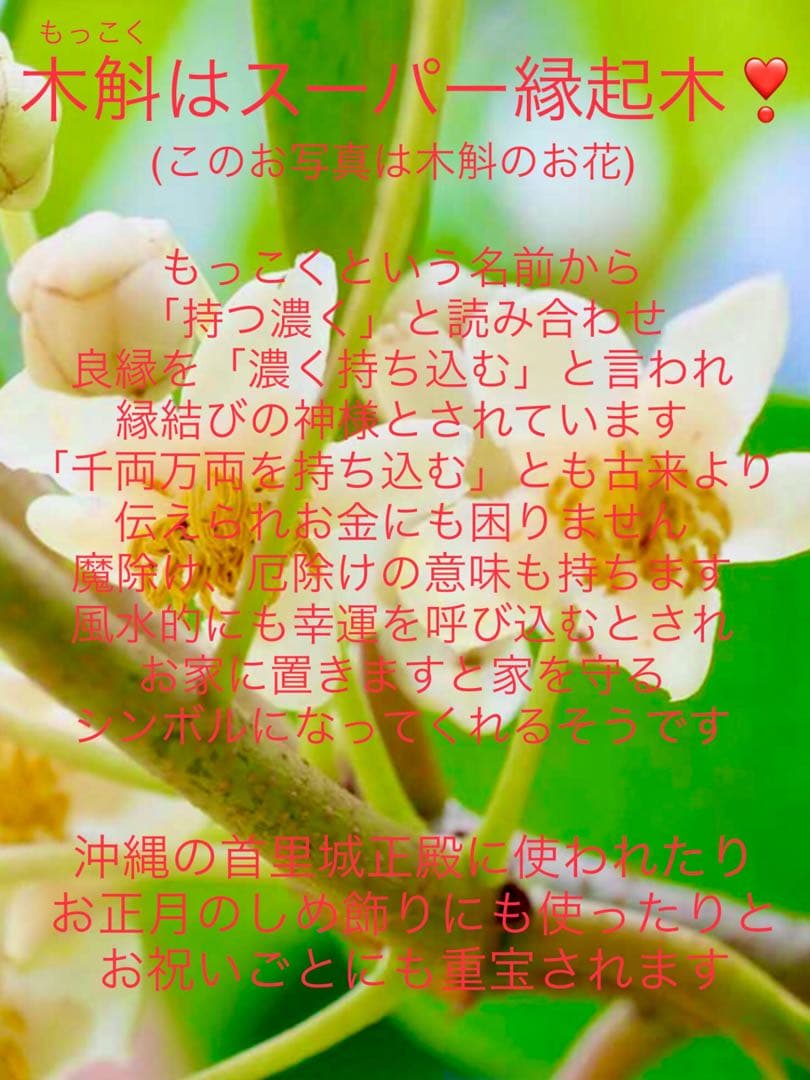 希少縁起木！天然木斛【年輪2つ！森と大自然の切り株飾り台】インテリア台＊植物台