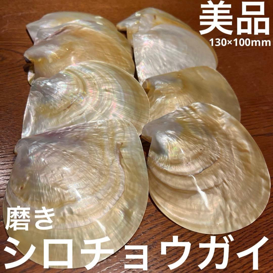 美品　オーストラリア産　磨き　シロチョウガイ　10枚セット　貝ボタン