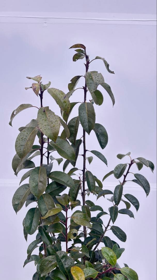 手頃なサイズ お庭の主役にどうぞ ソヨゴ 726 樹高1.4m位 株立 常緑樹