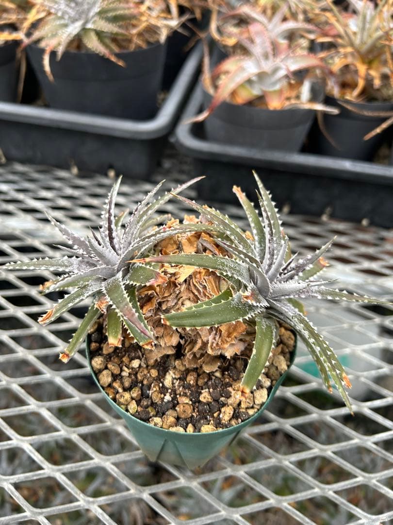 DBディッキア Dyckia Bill Baker hybrid #135 ⑴