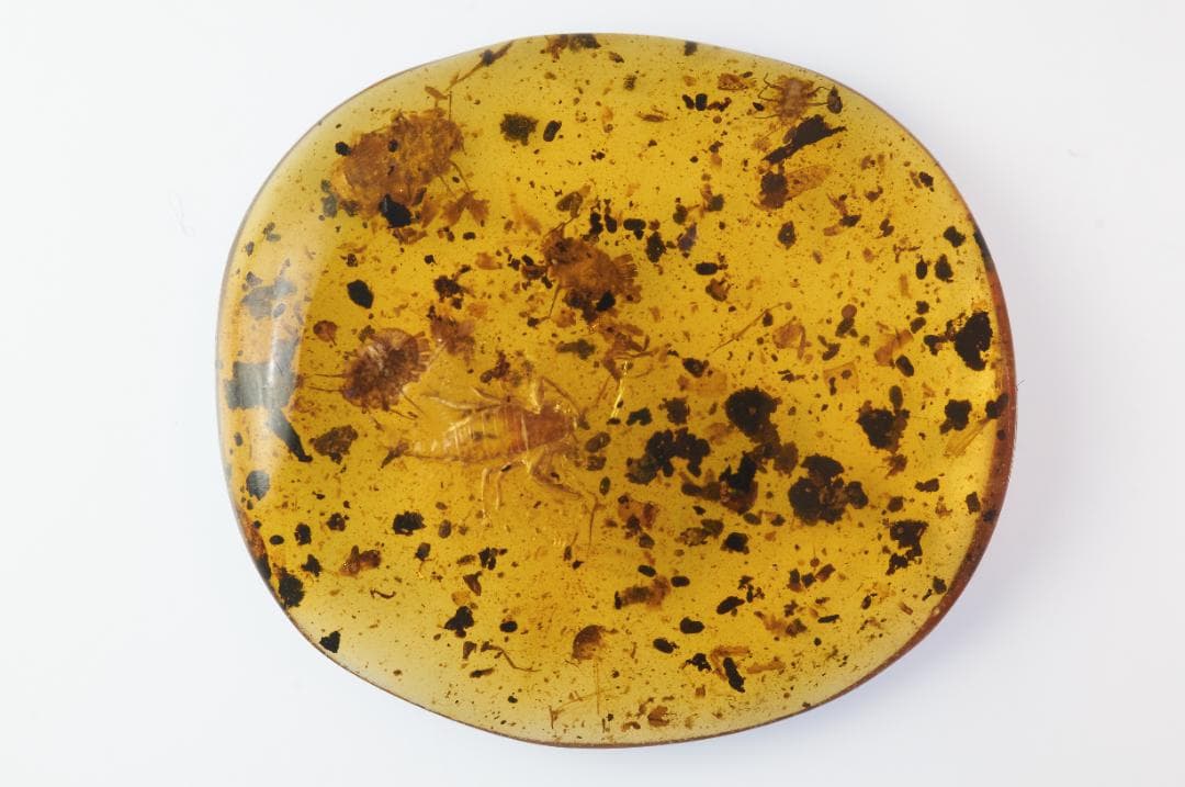 レア極上品 PA169虫入り琥珀化石　ミャンマーカムティかタナイ9900万年前