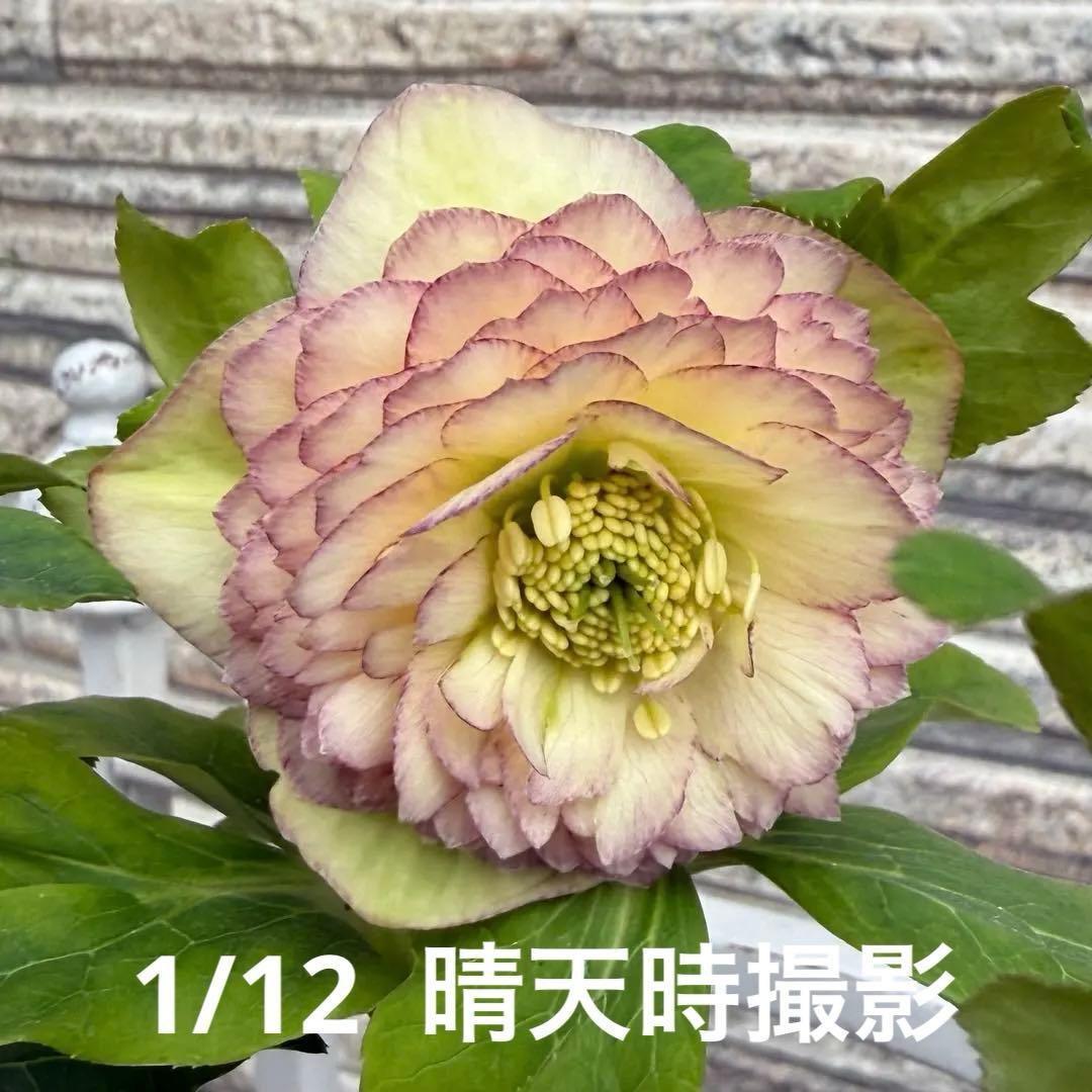 認定アフロディーテ　加藤農園様　充実株✨クリスマスローズ苗