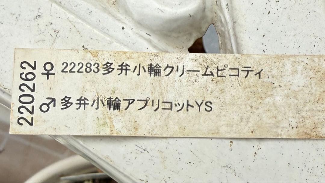 認定アフロディーテ　加藤農園様　充実株✨クリスマスローズ苗