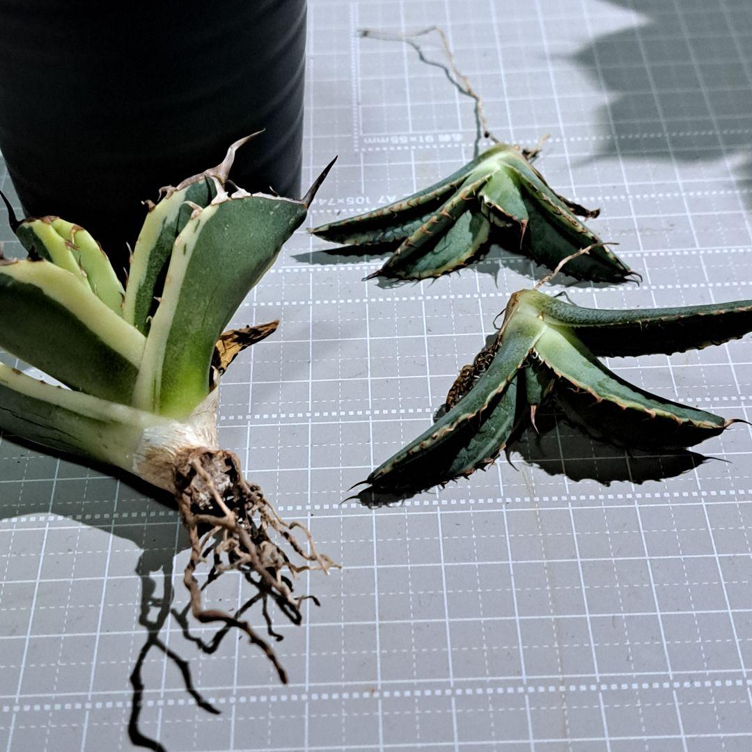 ★専用★　斑入り蘇鉄　黄金蘇鉄