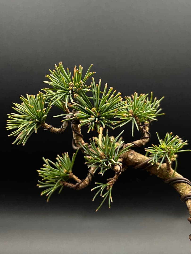 吾妻五葉松のミニ盆栽B