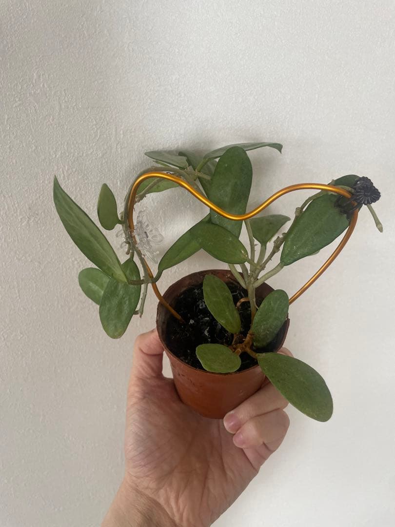 セール　美株レアホヤ　シルバーレディHoya silver lady サクララン