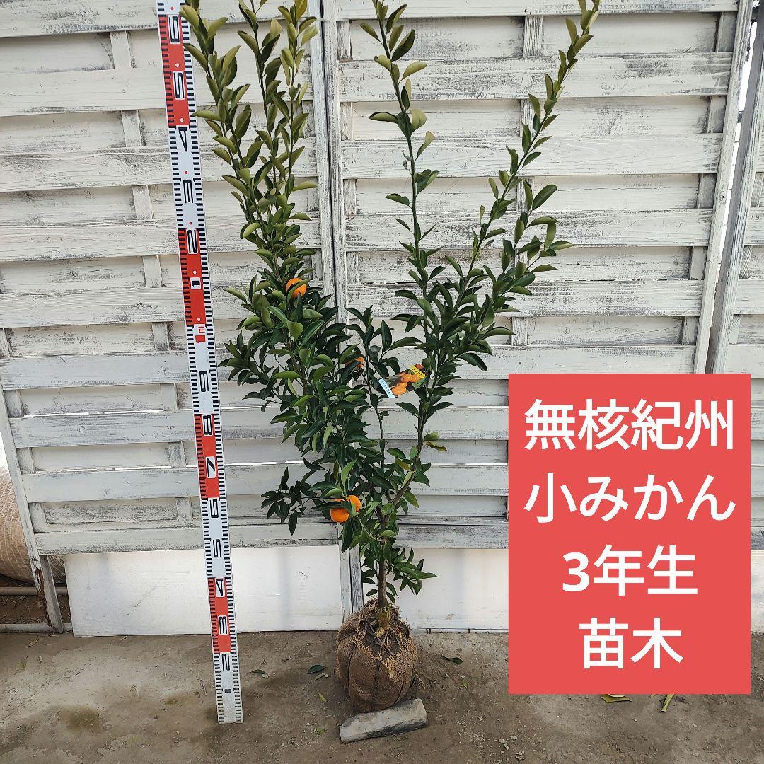 無核紀州 小みかん 3年生 実つき 大苗
