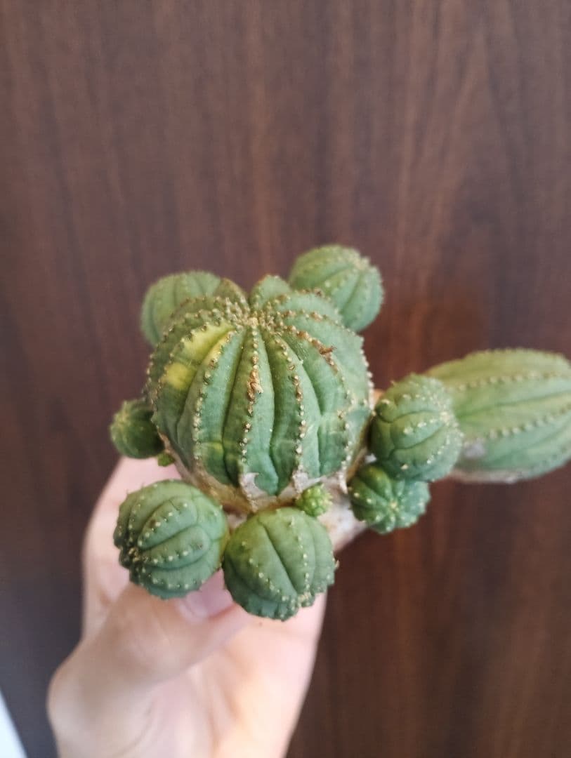 希少 ユーフォルビア オベサ 斑入り