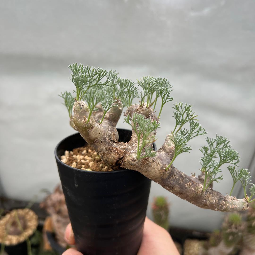 モンソニア　ムルチフィズム