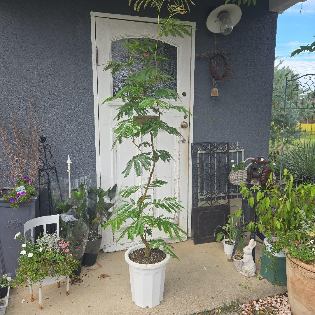 ④　エバーフレッシュ曲がり仕立て　10号　特大苗木最高等級極上品‼️