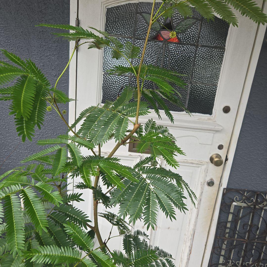 ④　エバーフレッシュ曲がり仕立て　10号　特大苗木最高等級極上品‼️