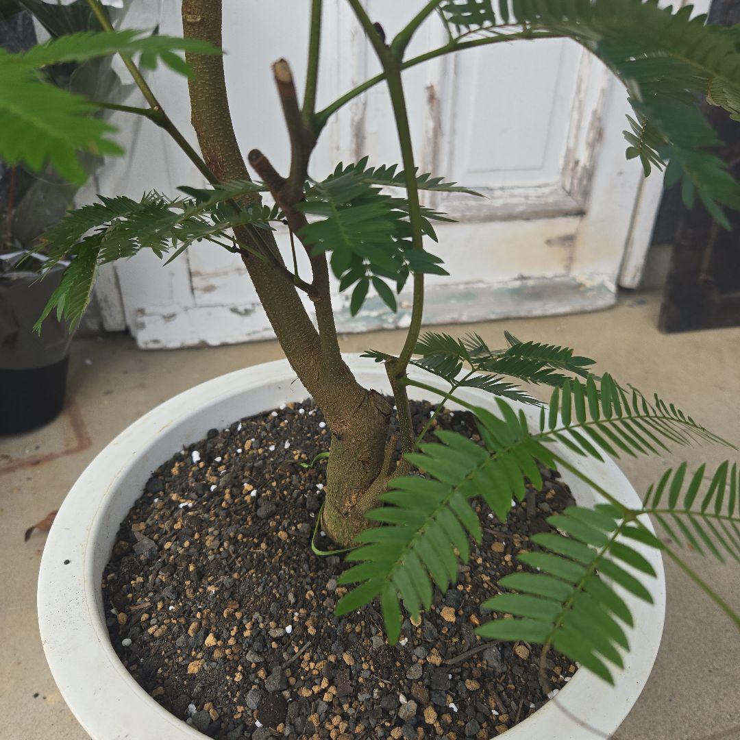 ④　エバーフレッシュ曲がり仕立て　10号　特大苗木最高等級極上品‼️