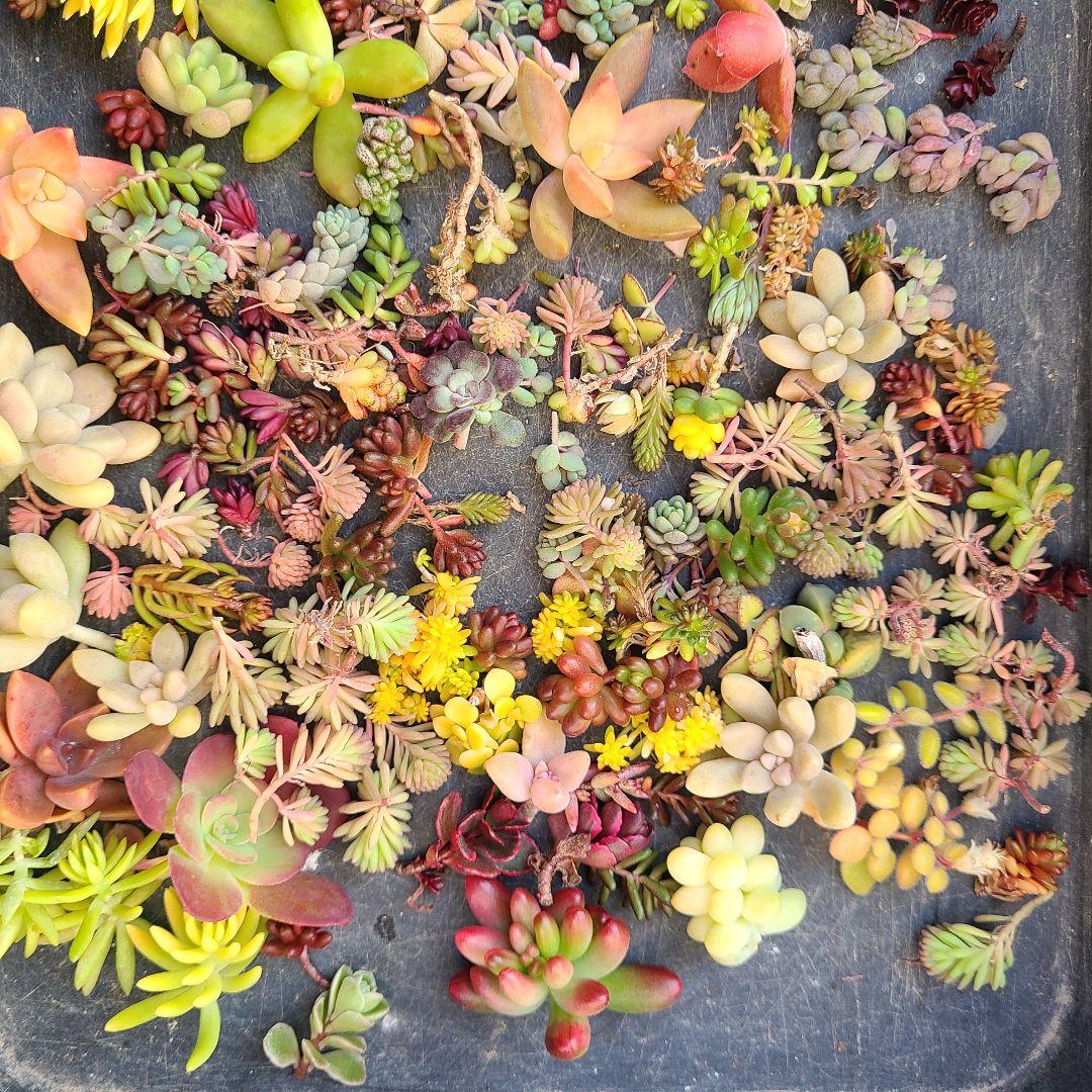 多肉植物セダム他　カット苗セット　30品種以上100カット以上　 ちまちま