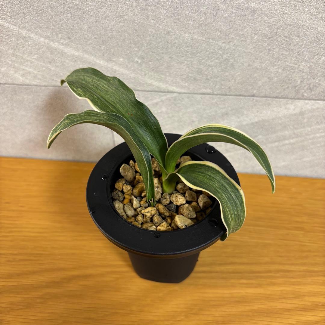 万年青　鳳　薄葉　胡麻斑　銘鑑金文字　子付き