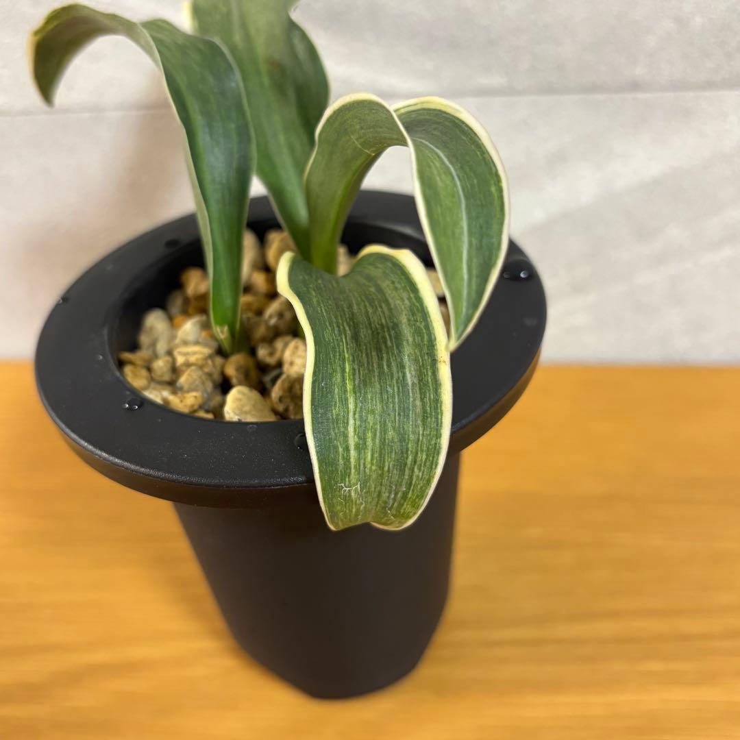 万年青　鳳　薄葉　胡麻斑　銘鑑金文字　子付き