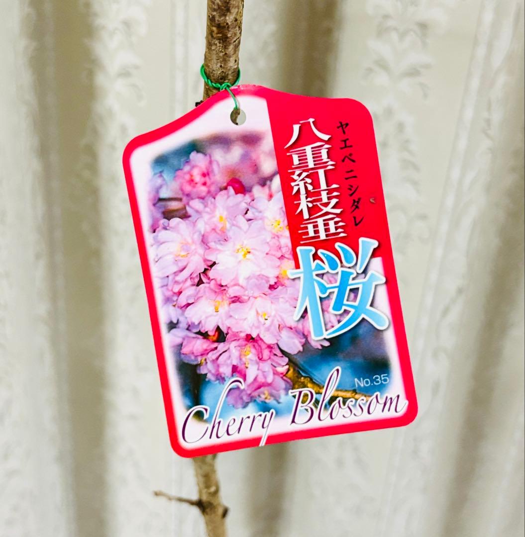 八重紅しだれ桜　八重咲き　苗木　4号ロングポット
