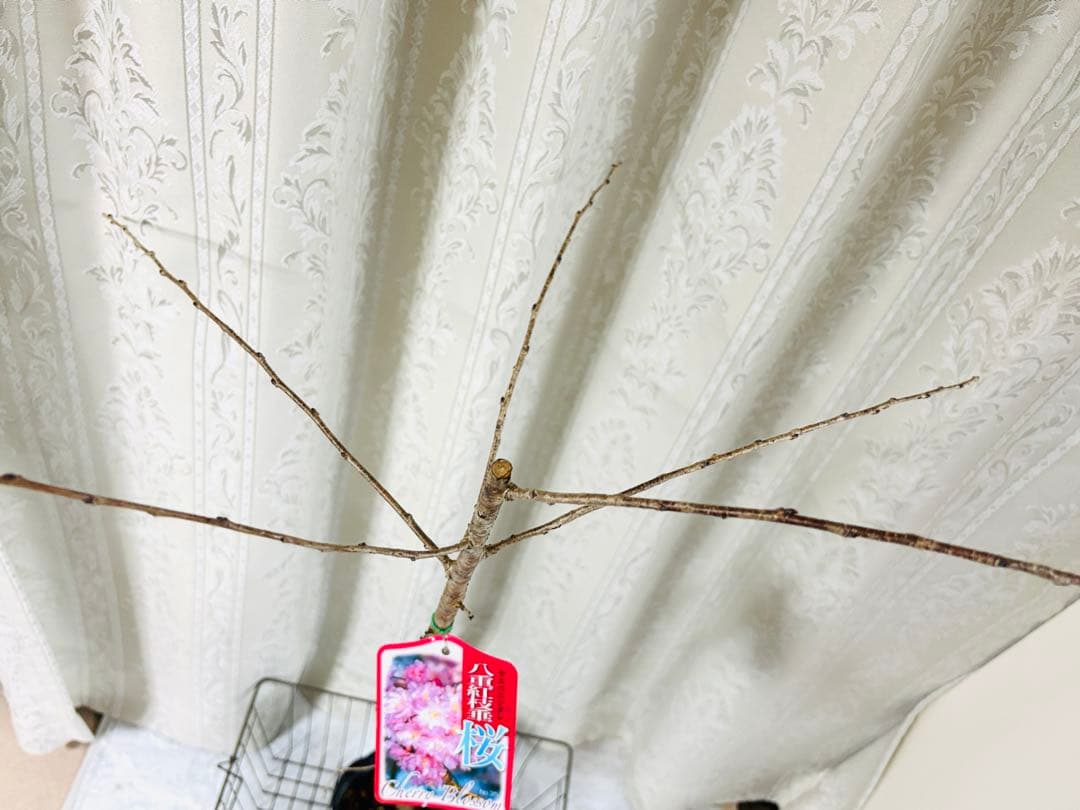 八重紅しだれ桜　八重咲き　苗木　4号ロングポット