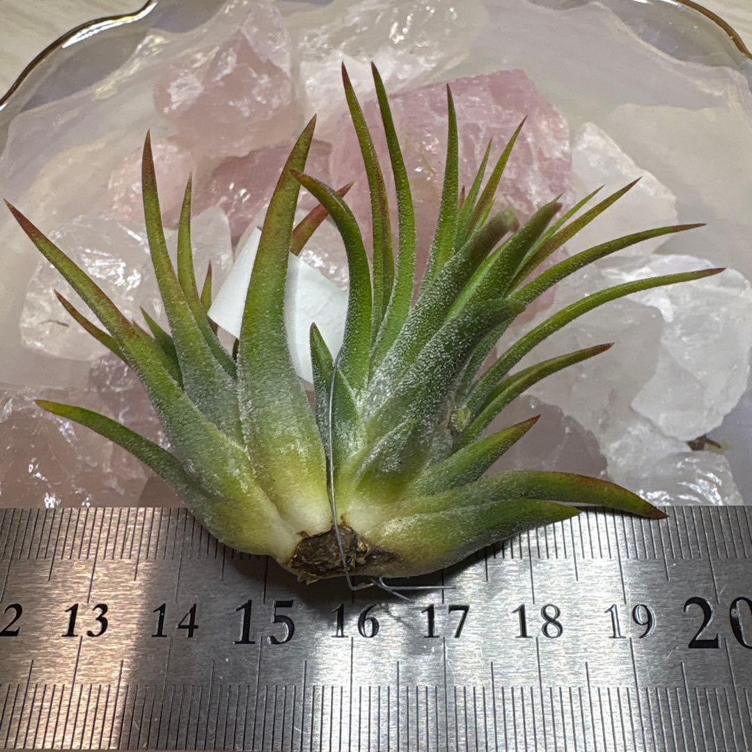 ブロメリア・エアープランツ Tillandsia Ionantha Pachara Predetor