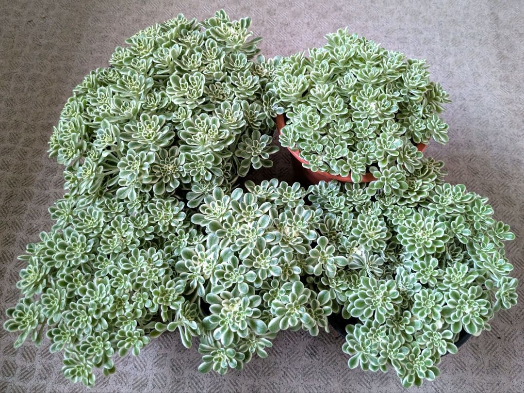 斑入り葉セダム　鉢のまま発送　セダム　多肉植物　浜万年草錦