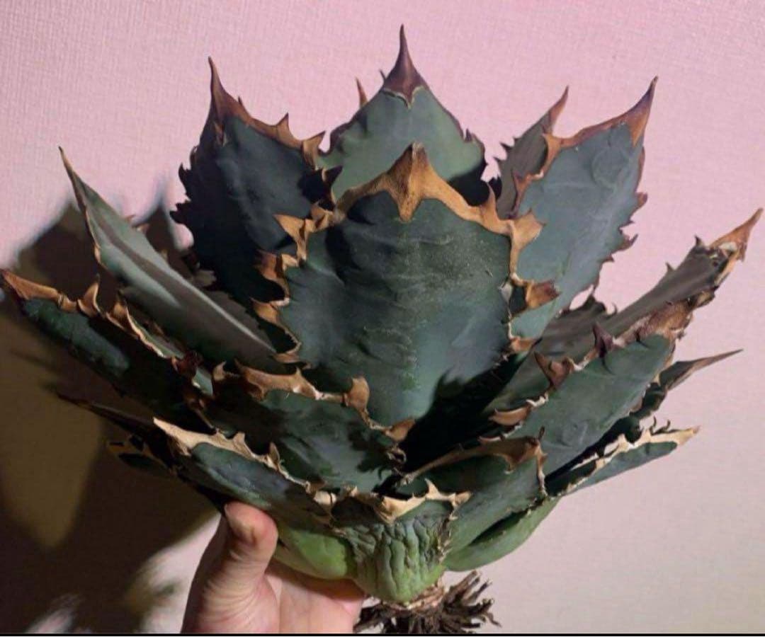 アガベ　チタノタ　レッドヴェノム