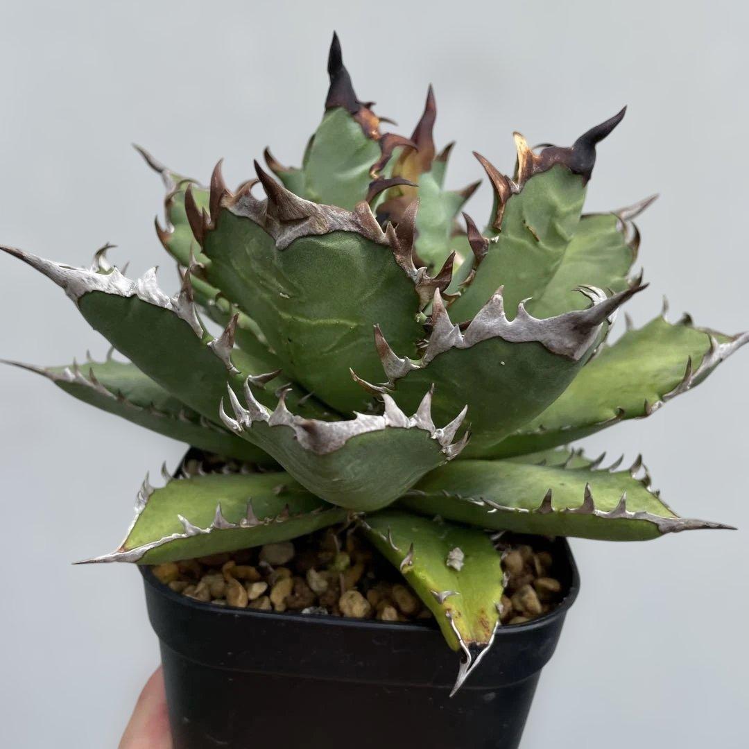 アガベ　チタノタ　レッドヴェノム