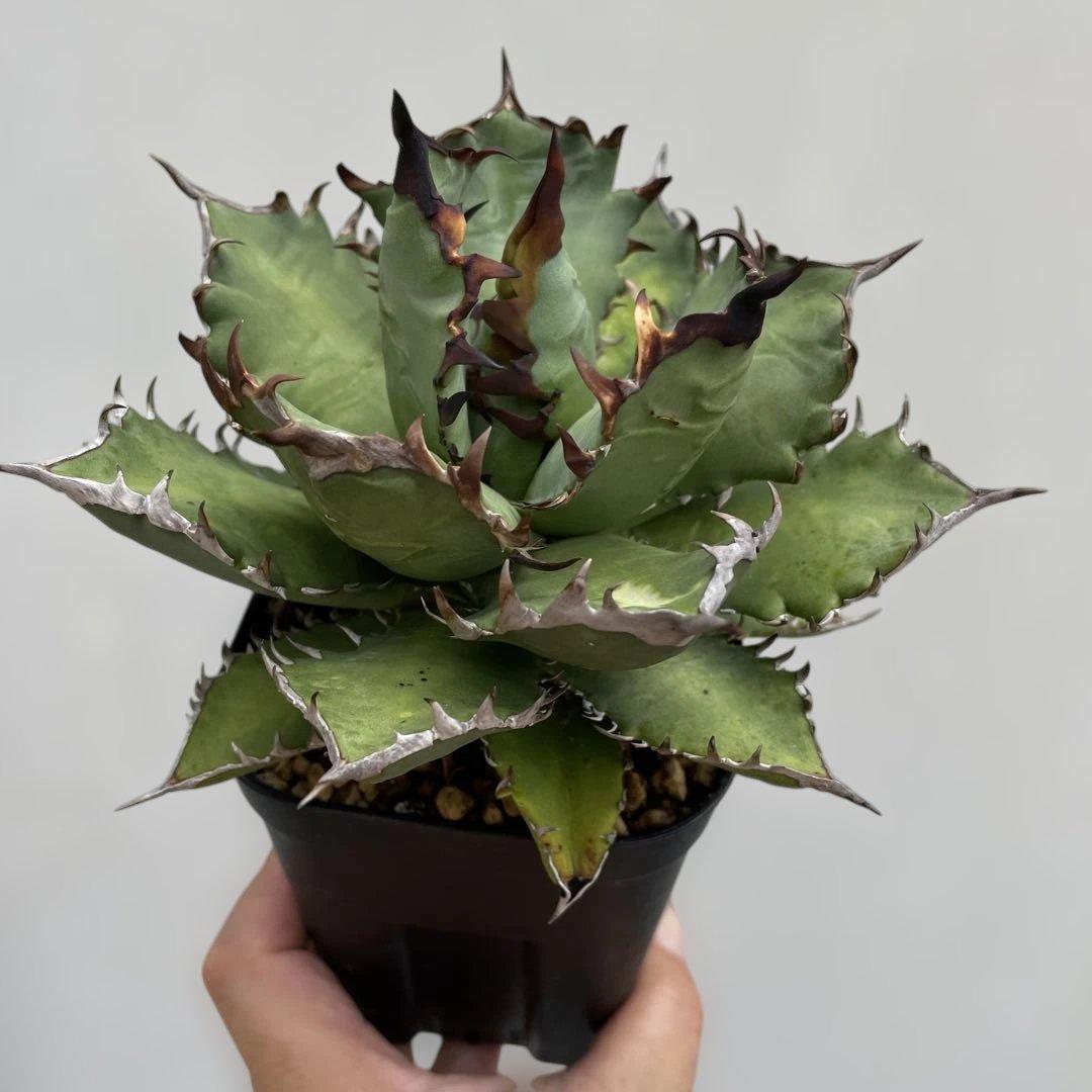 アガベ　チタノタ　レッドヴェノム