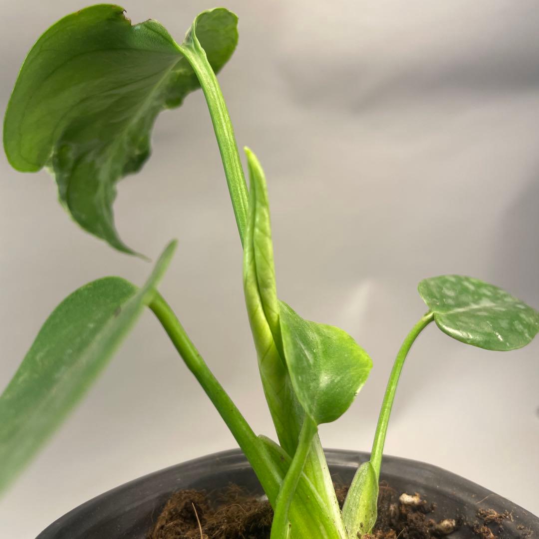 M*z様 a32 品種保証！Bulbasaurモンステラ バルバソー フシギダネ