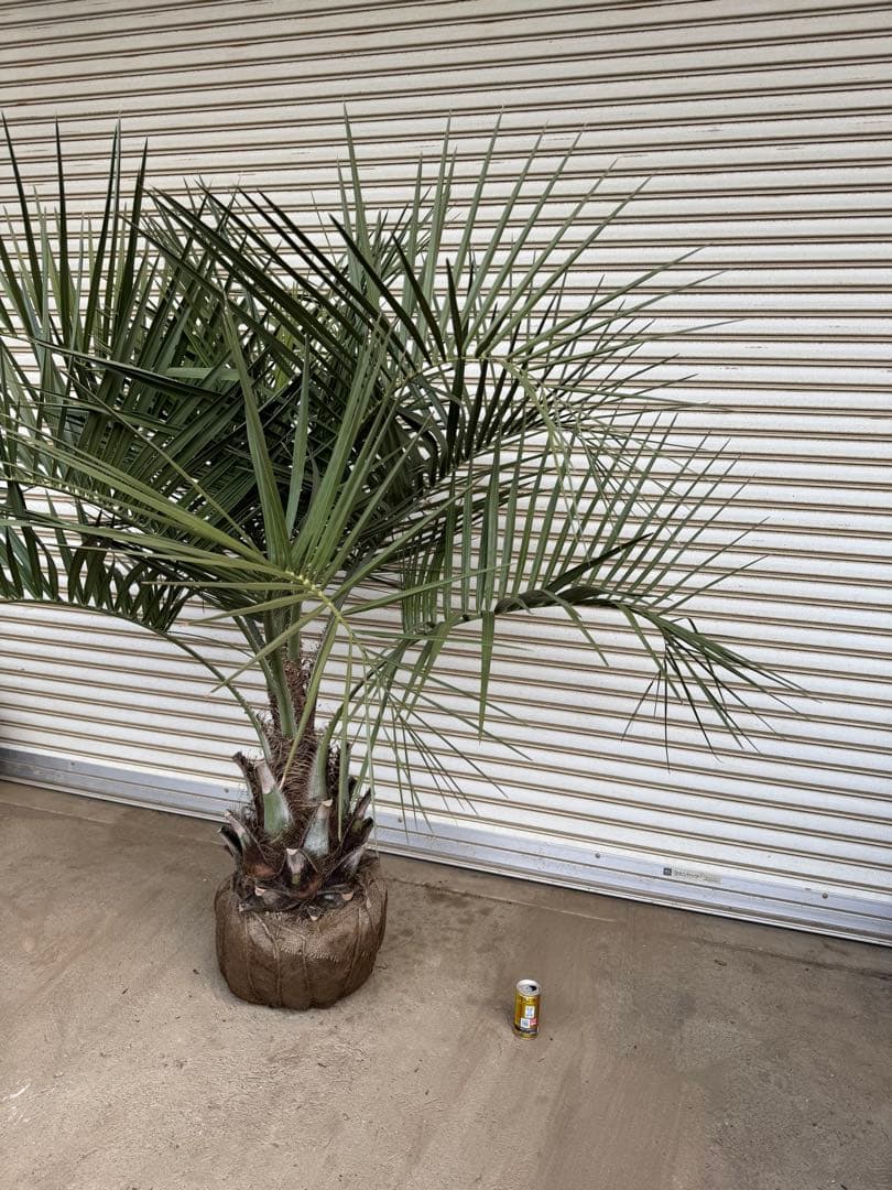 送料込み　ココスヤシ 　幹極太　形状良 シルバーリーフ　庭木　現品