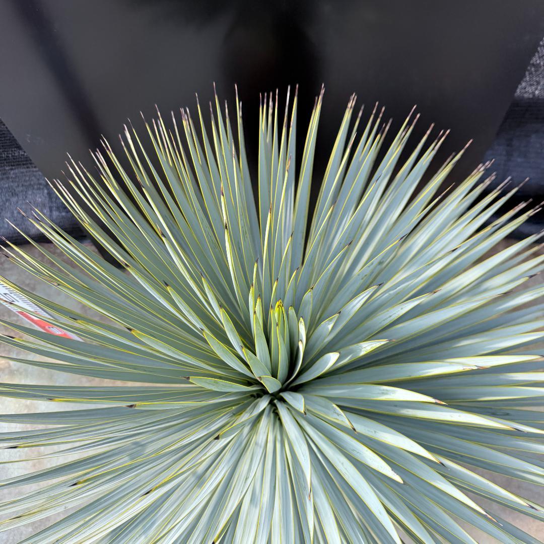 【AL1176】ユッカ　ロストラータ　超美形　極太　シルバーブルー　葉数多