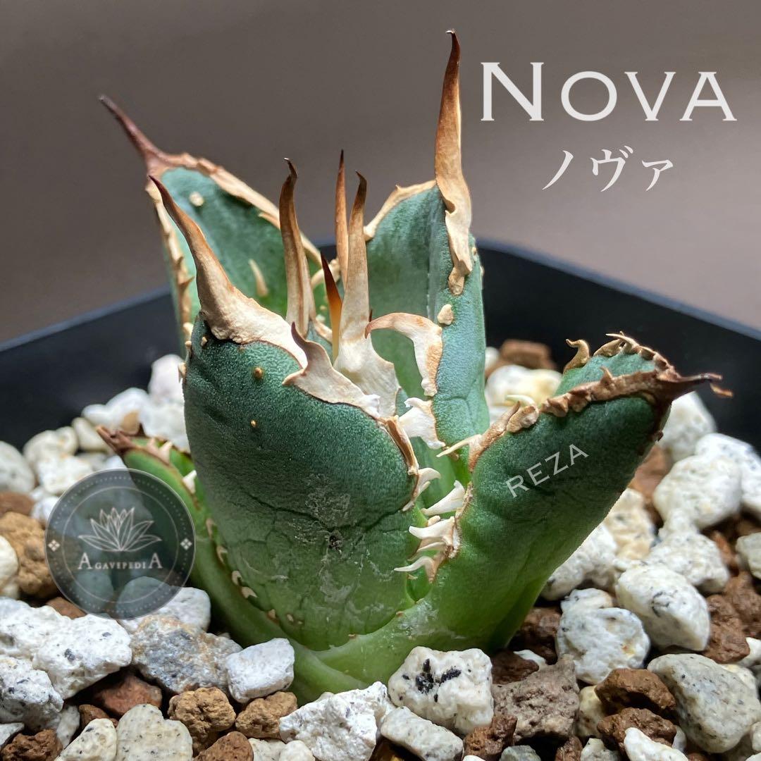 選抜【REZA産】イラン株　特選　太棘　アガベ　チタノタ　NOVA ノヴァ