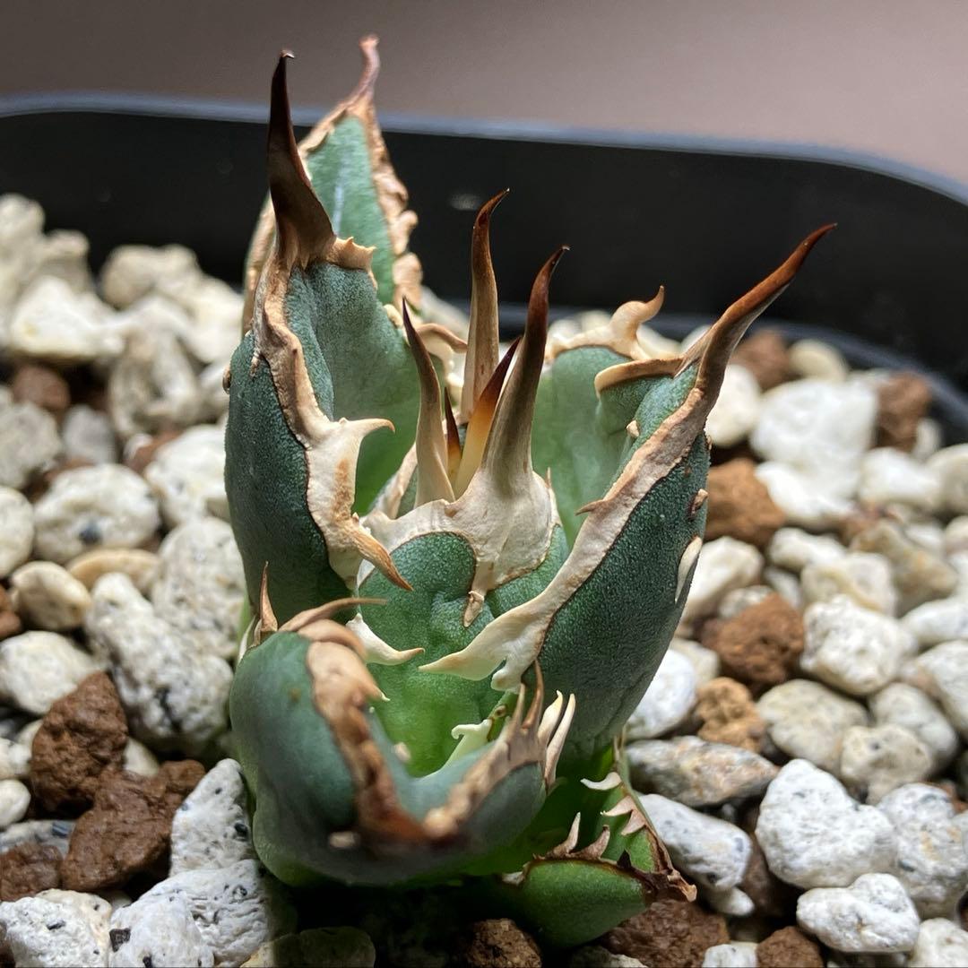 選抜【REZA産】イラン株　特選　太棘　アガベ　チタノタ　NOVA ノヴァ