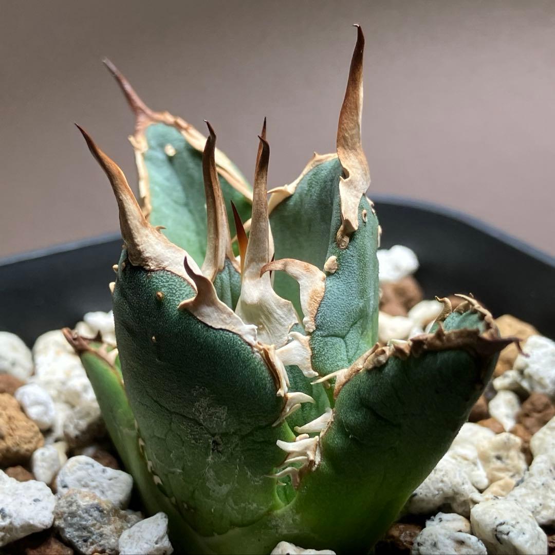 選抜【REZA産】イラン株　特選　太棘　アガベ　チタノタ　NOVA ノヴァ