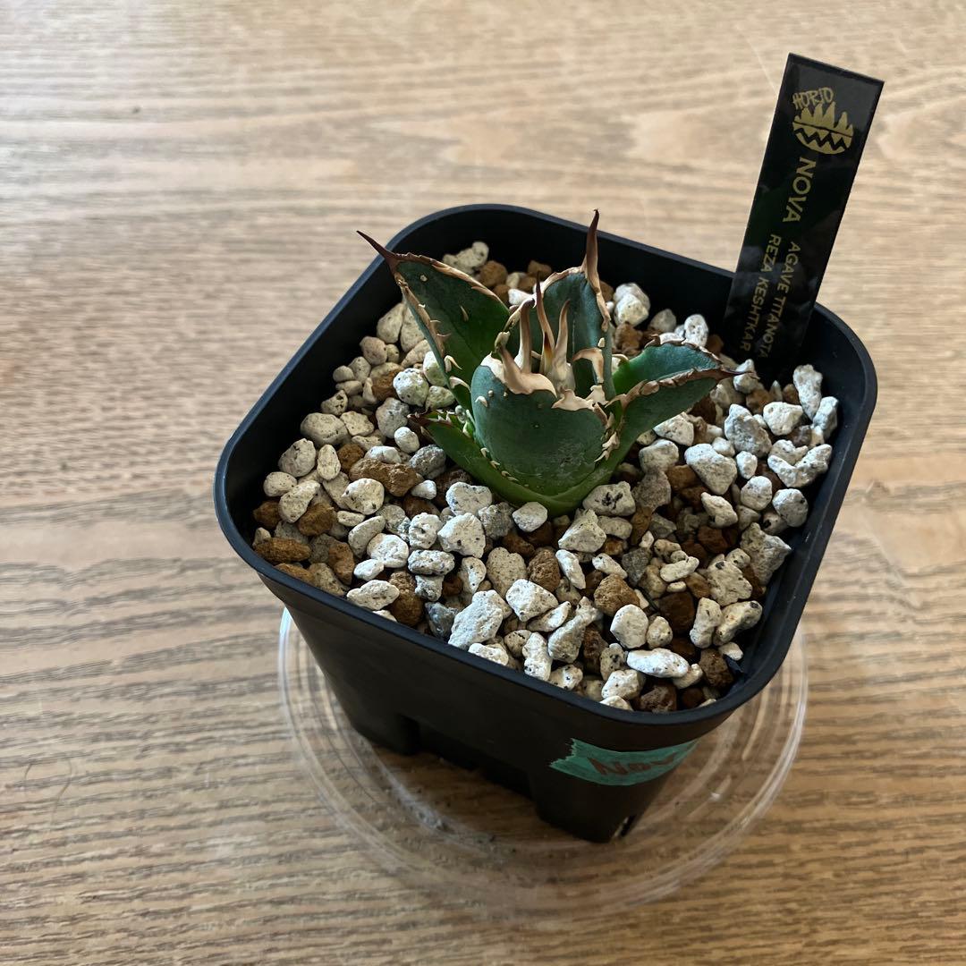 選抜【REZA産】イラン株　特選　太棘　アガベ　チタノタ　NOVA ノヴァ