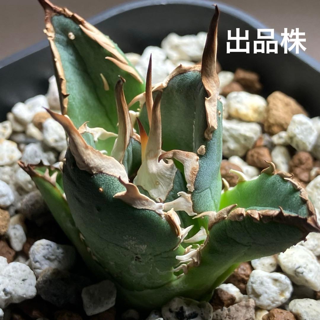 選抜【REZA産】イラン株　特選　太棘　アガベ　チタノタ　NOVA ノヴァ
