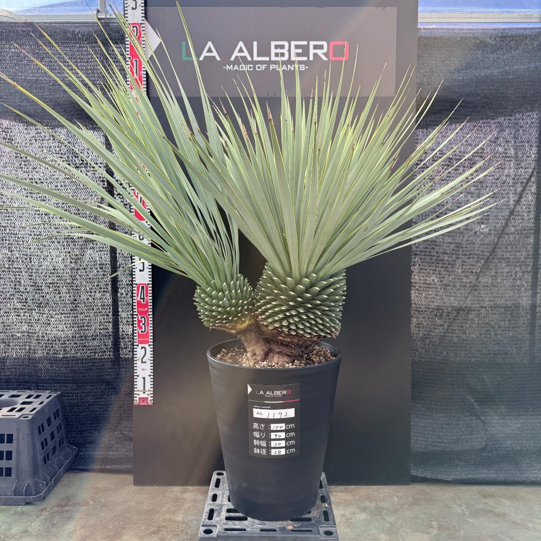 【AL1192】ユッカ　ロストラータ　ダブルベッド