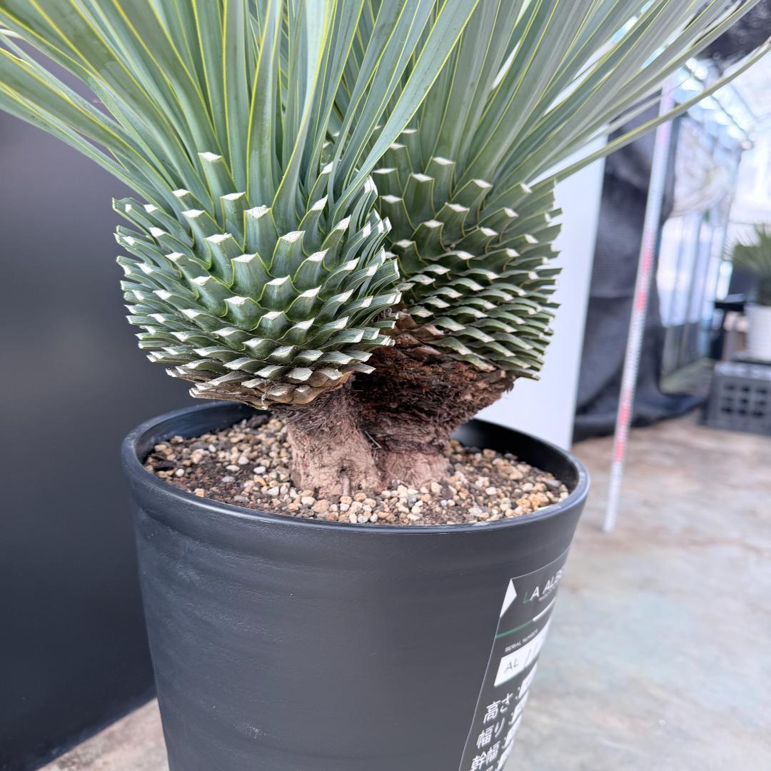 【AL1192】ユッカ　ロストラータ　ダブルベッド