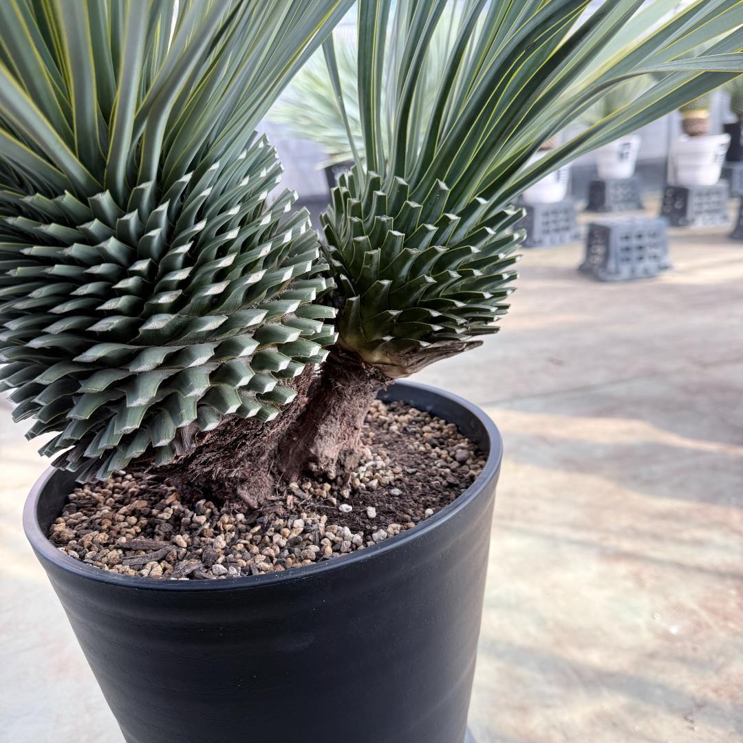 【AL1192】ユッカ　ロストラータ　ダブルベッド