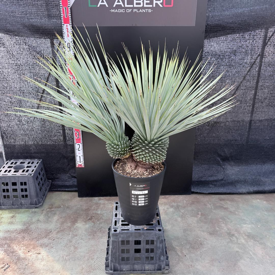 【AL1192】ユッカ　ロストラータ　ダブルベッド