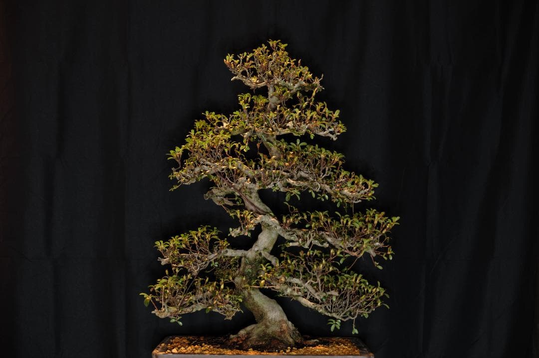 【皐月　大品】『華宝』 樹高約72cm 根張り・枝順良好 花芽多数 植え替え済み