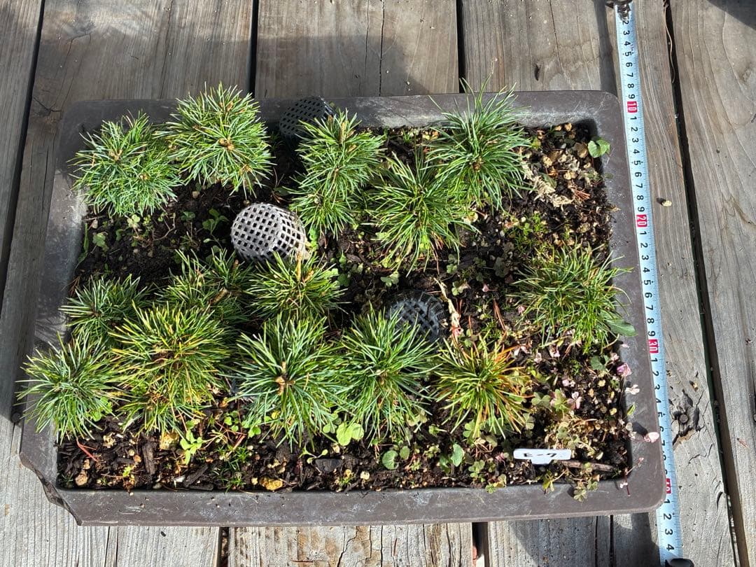 14本セット ★盆栽★ 赤石五葉松　 E-8 ★愛媛県より発送★