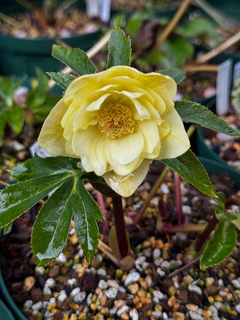 加藤農園 メロン交配 多弁ゴールド6号充実株