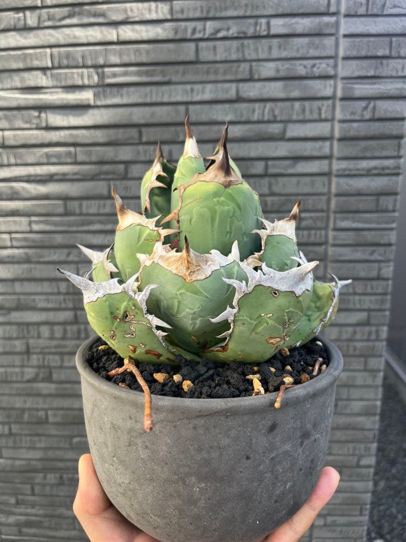 アガベ オアハカオテロイ