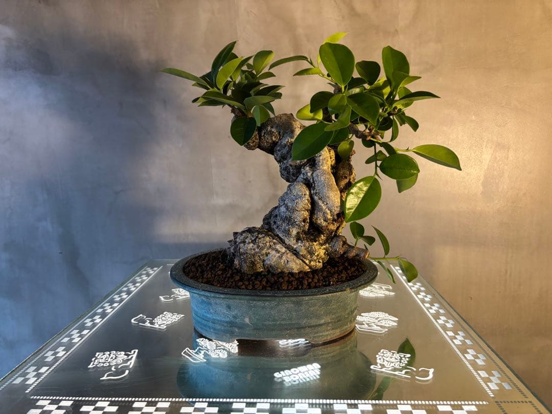 ガジュマル盆栽